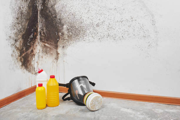 Best Emergency Mold Removal  in St Bonaventure, NY