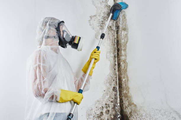 Best Attic Mold Removal  in St Bonaventure, NY
