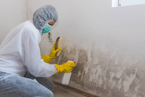 Best Commercial Mold Removal  in St Bonaventure, NY
