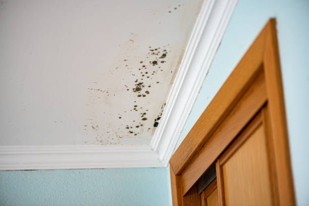 Best Toxic Mold Removal  in St Bonaventure, NY