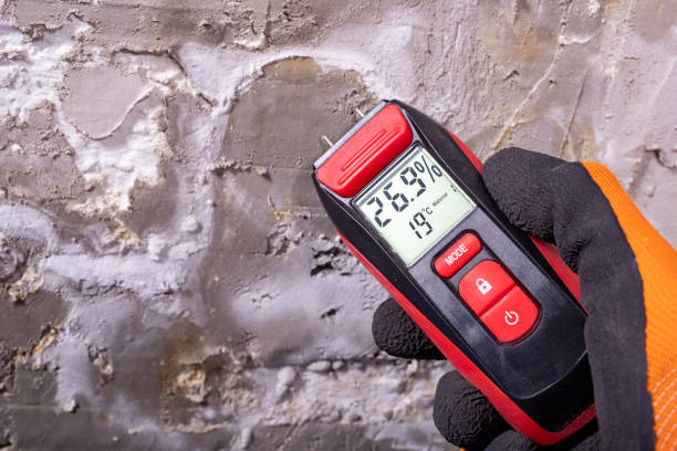 Best Best Mold Removal Companies  in St Bonaventure, NY