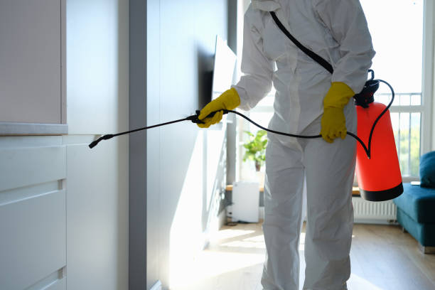 Crawl Space Mold Removal in St Bonaventure, NY