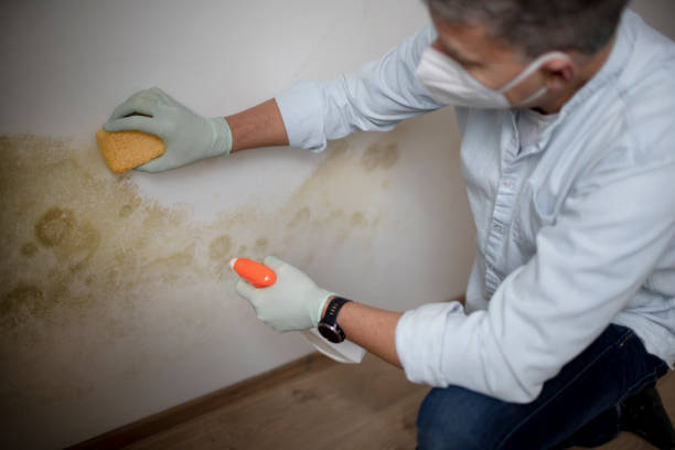 Best Toxic Mold Removal  in St Bonaventure, NY