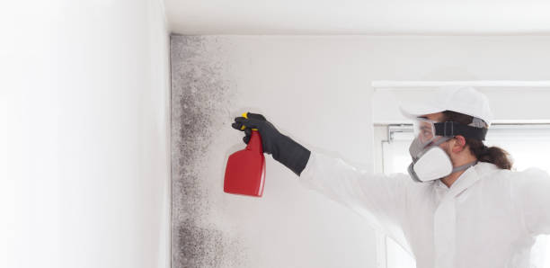 Best Mold Remediation Services  in St Bonaventure, NY