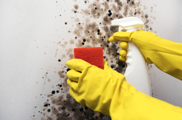 Best Best Mold Removal Companies  in St Bonaventure, NY