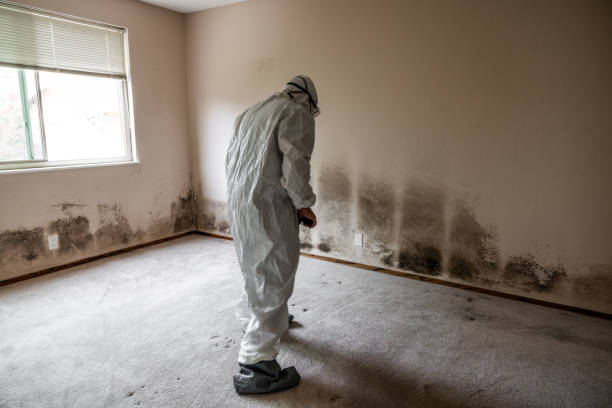 Best Mold Removal and Inspection  in St Bonaventure, NY