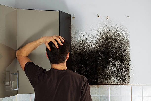 Best Crawl Space Mold Removal  in St Bonaventure, NY