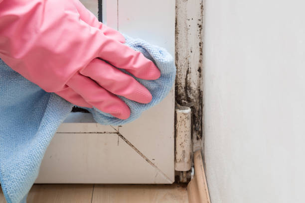 Best Home Mold Removal  in St Bonaventure, NY